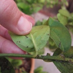 Best deal ❤️ Doff 2 In 1 Rose Plant Shrub Shield Bug Fungus Control 1 Litre Spray SCBA00DPK ???? -Silverline Shop unnamed file 106