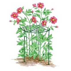 Best Pirce ???? Silverline Tools Silverline Garden Plant Grow Through Support Frame Ring 972045 ✔️ -Silverline Shop unnamed file 1069