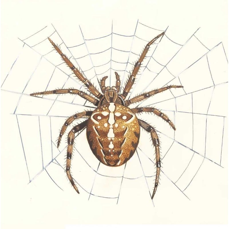 Deals ???? Doff Spider And Creepy Crawly Crawling Insect Killer 300ml DP1050 ✔️ 4 Deals ???? Doff Spider And Creepy Crawly Crawling Insect Killer 300ml DP1050 ✔️ - Image 2