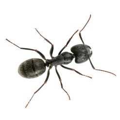 Deals ???? Doff Spider And Creepy Crawly Crawling Insect Killer 300ml DP1050 ✔️ 14 Deals ???? Doff Spider And Creepy Crawly Crawling Insect Killer 300ml DP1050 ✔️ -Silverline Shop unnamed file 1145