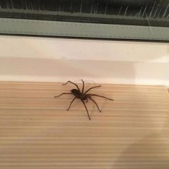 Deals ???? Doff Spider And Creepy Crawly Crawling Insect Killer 300ml DP1050 ✔️ 17 Deals ???? Doff Spider And Creepy Crawly Crawling Insect Killer 300ml DP1050 ✔️ -Silverline Shop unnamed file 1148