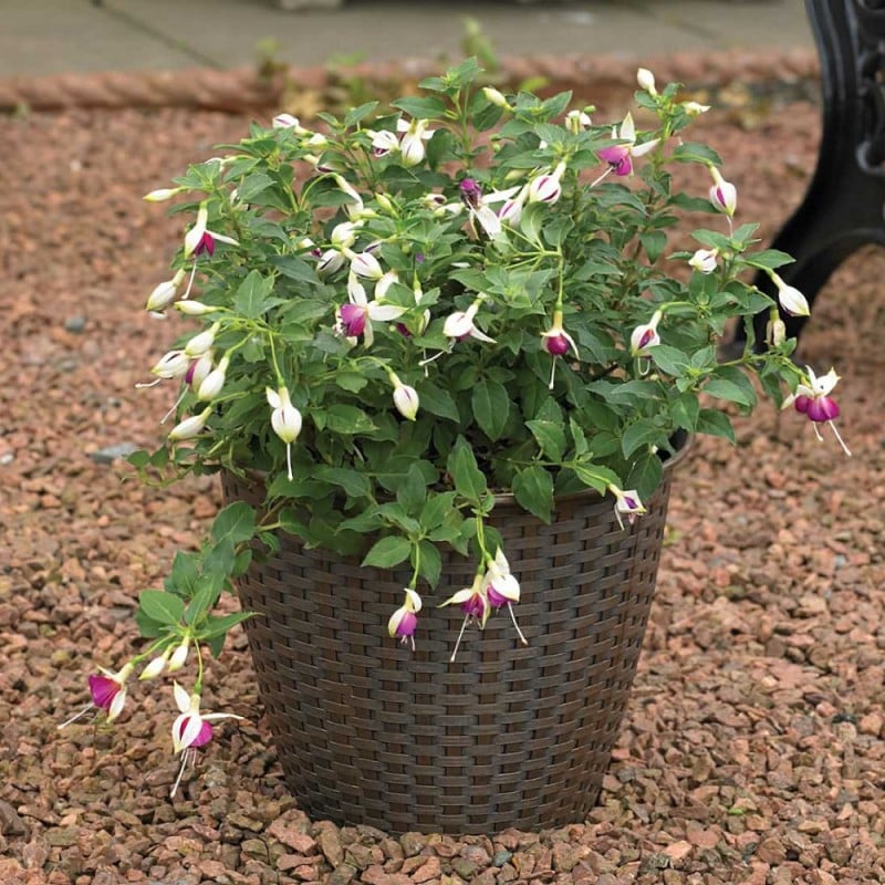 Flash Sale ✨ Kingfisher Garden Kingfisher Rattan House Garden Flower Plant Pot Interwoven Design 13.5 Inch PPOT03 ???? 7 Flash Sale ✨ Kingfisher Garden Kingfisher Rattan House Garden Flower Plant Pot Interwoven Design 13.5 Inch PPOT03 ???? - Image 5