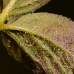 Hot Sale ???? Doff Universal Plant Bug Killer Mildew Fungus Control 1 Litre SCAAOODPK ???? 14 Hot Sale ???? Doff Universal Plant Bug Killer Mildew Fungus Control 1 Litre SCAAOODPK ???? -Silverline Shop unnamed file 152