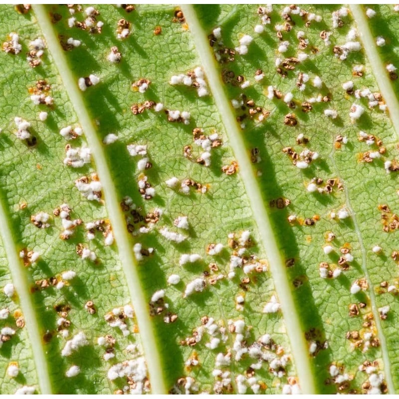 Hot Sale ???? Doff Universal Plant Bug Killer Mildew Fungus Control 1 Litre SCAAOODPK ???? 6 Hot Sale ???? Doff Universal Plant Bug Killer Mildew Fungus Control 1 Litre SCAAOODPK ???? - Image 4