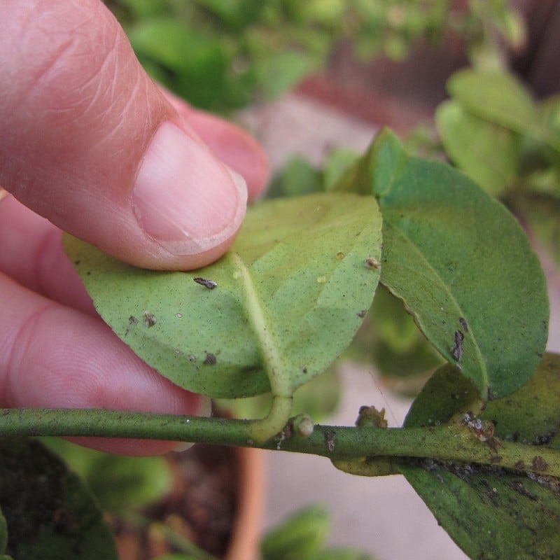 Hot Sale ???? Doff Universal Plant Bug Killer Mildew Fungus Control 1 Litre SCAAOODPK ???? 7 Hot Sale ???? Doff Universal Plant Bug Killer Mildew Fungus Control 1 Litre SCAAOODPK ???? - Image 5