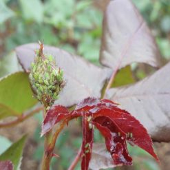 Hot Sale ???? Doff Universal Plant Bug Killer Mildew Fungus Control 1 Litre SCAAOODPK ???? 17 Hot Sale ???? Doff Universal Plant Bug Killer Mildew Fungus Control 1 Litre SCAAOODPK ???? -Silverline Shop unnamed file 155