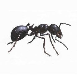 Cheapest ???? Doff 2 In 1 Ant And Nest Killer Bait Station 4 Pack DP1092 ❤️ -Silverline Shop unnamed file 321