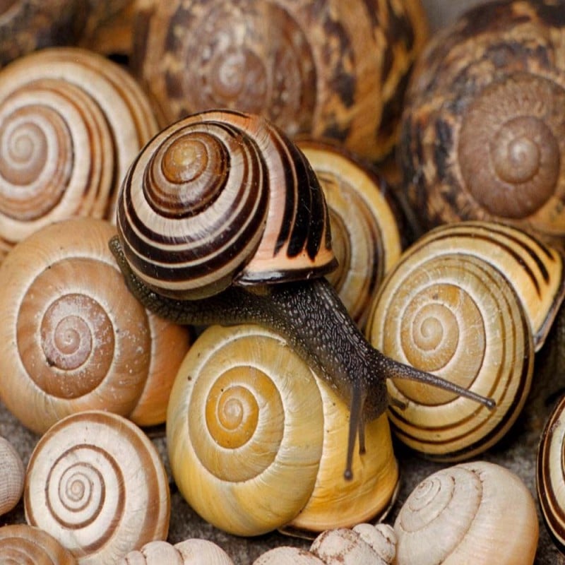 Best Sale ???? DOFF 3X POWER UP SUPER Slug And Snail Killer Pellets 650g F-AF-650-DOF ???? 7 Best Sale ???? DOFF 3X POWER UP SUPER Slug And Snail Killer Pellets 650g F-AF-650-DOF ???? - Image 5