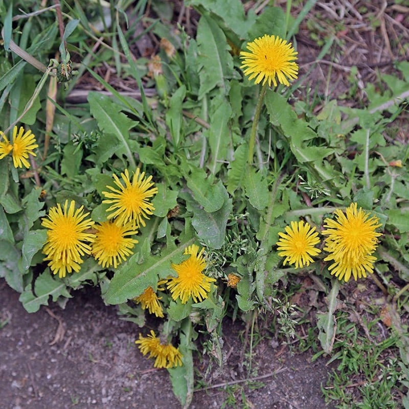 Best reviews of ???? Doff Advanced Weed & Root Killer Concentrated Weedkiller 3 Sachets ???? 6 Best reviews of ???? Doff Advanced Weed & Root Killer Concentrated Weedkiller 3 Sachets ???? - Image 4