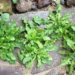 Best reviews of ???? Doff Advanced Weed & Root Killer Concentrated Weedkiller 3 Sachets ???? 21 Best reviews of ???? Doff Advanced Weed & Root Killer Concentrated Weedkiller 3 Sachets ???? -Silverline Shop unnamed file 358