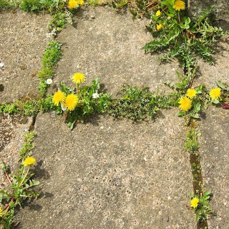 Best reviews of ???? Doff Advanced Weed & Root Killer Concentrated Weedkiller 3 Sachets ???? 9 Best reviews of ???? Doff Advanced Weed & Root Killer Concentrated Weedkiller 3 Sachets ???? - Image 7