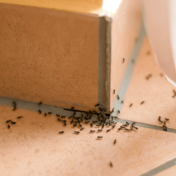 Hot Sale ???? Doff Power Up Mirmex GR Ant And Nest Killer 350g F-BD-350-DPU ???? -Silverline Shop unnamed file 39