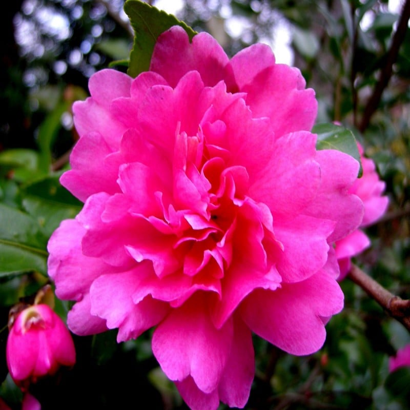 Best reviews of ???? Doff Azalea Camellia & Rhododendron Ericaceous Plant Liquid Feed 1L ⌛ 4 Best reviews of ???? Doff Azalea Camellia & Rhododendron Ericaceous Plant Liquid Feed 1L ⌛ - Image 2