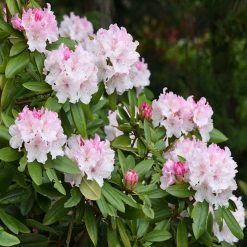 Best reviews of ???? Doff Azalea Camellia & Rhododendron Ericaceous Plant Liquid Feed 1L ⌛ 9 Best reviews of ???? Doff Azalea Camellia & Rhododendron Ericaceous Plant Liquid Feed 1L ⌛ -Silverline Shop unnamed file 417