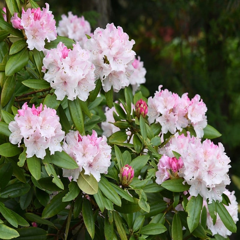 Best reviews of ???? Doff Azalea Camellia & Rhododendron Ericaceous Plant Liquid Feed 1L ⌛ 5 Best reviews of ???? Doff Azalea Camellia & Rhododendron Ericaceous Plant Liquid Feed 1L ⌛ - Image 3