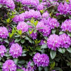 Best reviews of ???? Doff Azalea Camellia & Rhododendron Ericaceous Plant Liquid Feed 1L ⌛ 10 Best reviews of ???? Doff Azalea Camellia & Rhododendron Ericaceous Plant Liquid Feed 1L ⌛ -Silverline Shop unnamed file 418