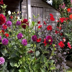 Cheap ???? Doff Bonemeal Slow Release Garden Plant Fertiliser 2kg FMAB00DOF01 ???? -Silverline Shop unnamed file 430