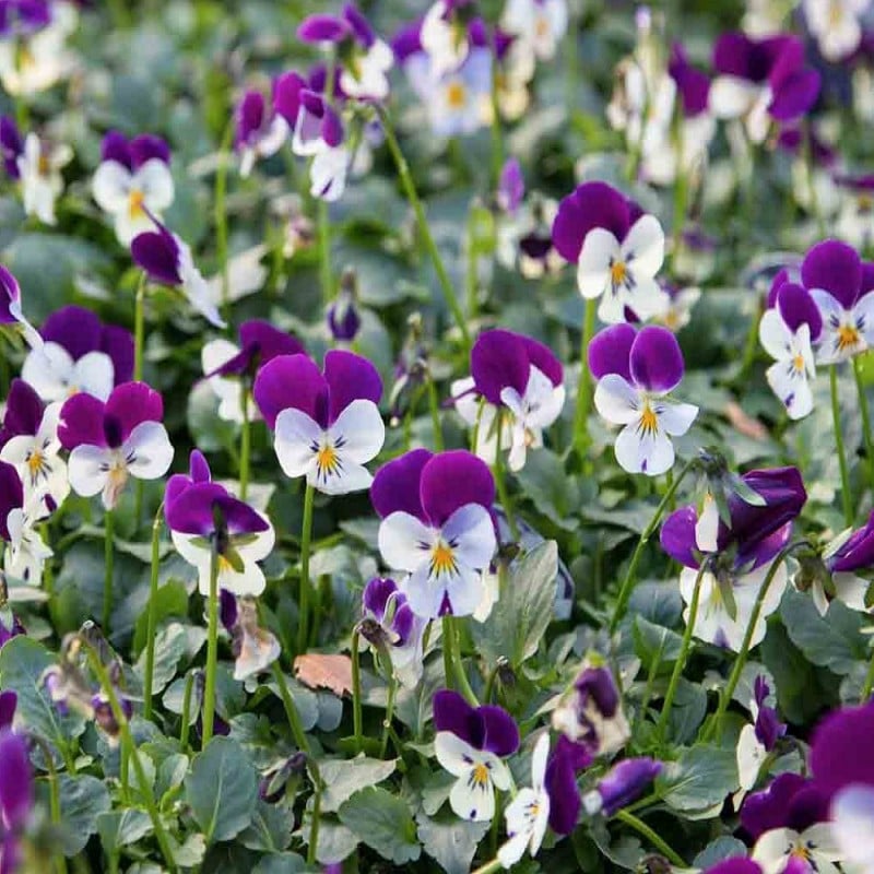 Coupon ???? Doff Container And Basket Feed Concentrated Liquid Plant Food 1 Litre ???? 7 Coupon ???? Doff Container And Basket Feed Concentrated Liquid Plant Food 1 Litre ???? - Image 5