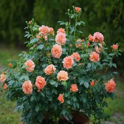 Best reviews of ⭐ Doff Controlled Release Fertiliser Rose & Shrub Plant Food Feed 1kg F-VH-A00-DOF-01 ???? -Silverline Shop unnamed file 456