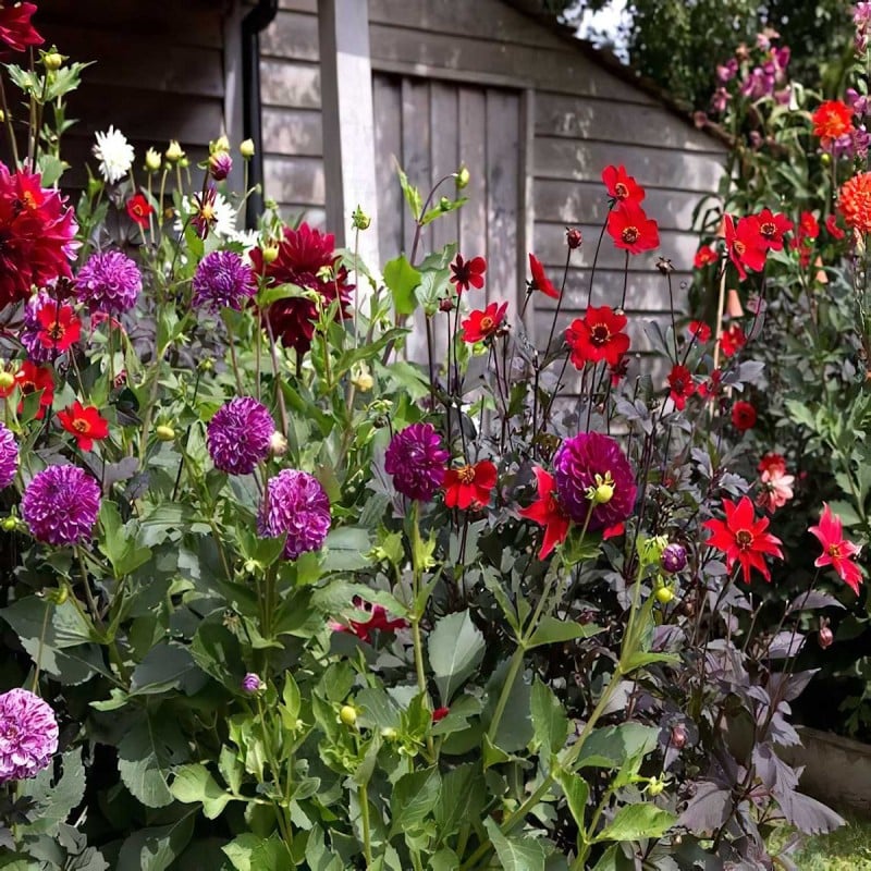 Hot Sale ???? Doff Garden Seaweed Plant Feed All Purpose Liquid Fertiliser 1 Litre ???? 6 Hot Sale ???? Doff Garden Seaweed Plant Feed All Purpose Liquid Fertiliser 1 Litre ???? - Image 4