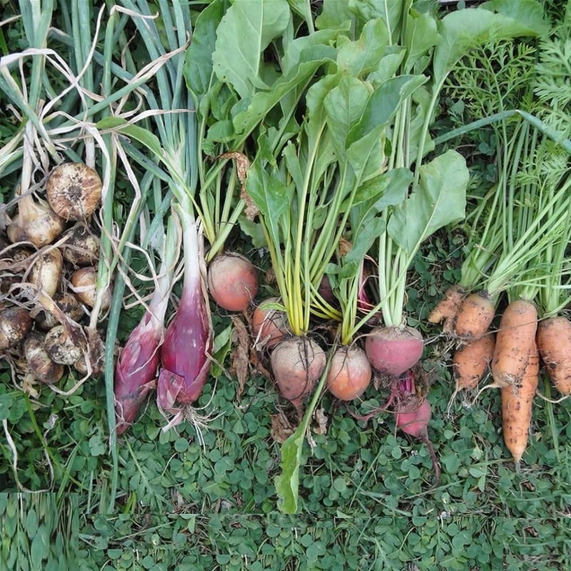 Hot Sale ???? Doff Garden Seaweed Plant Feed All Purpose Liquid Fertiliser 1 Litre ???? 10 Hot Sale ???? Doff Garden Seaweed Plant Feed All Purpose Liquid Fertiliser 1 Litre ???? - Image 8