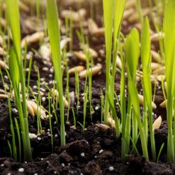 Best deal ???? Doff Green Fingers Lawn Seed + Bio ???? Coat Lawn Grass Seed 1kg F-LO-A00-DGF ???? 13 Best deal ???? Doff Green Fingers Lawn Seed + Bio ???? Coat Lawn Grass Seed 1kg F-LO-A00-DGF ???? -Silverline Shop unnamed file 502