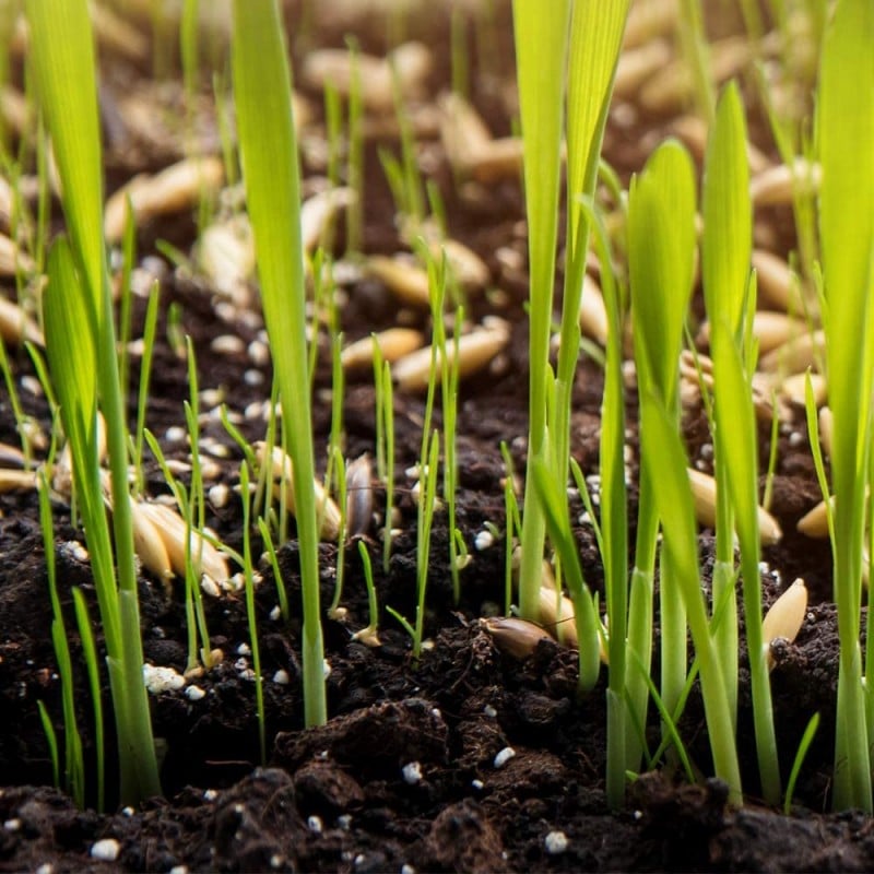 Best deal ???? Doff Green Fingers Lawn Seed + Bio ???? Coat Lawn Grass Seed 1kg F-LO-A00-DGF ???? 6 Best deal ???? Doff Green Fingers Lawn Seed + Bio ???? Coat Lawn Grass Seed 1kg F-LO-A00-DGF ???? - Image 4
