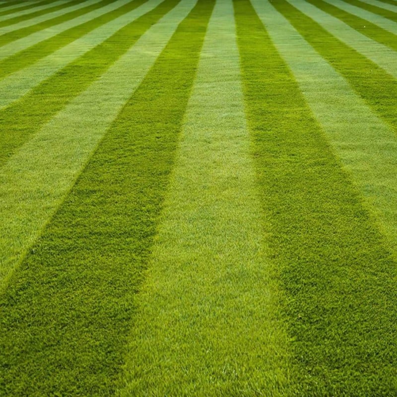 Best deal ???? Doff Green Fingers Lawn Seed + Bio ???? Coat Lawn Grass Seed 1kg F-LO-A00-DGF ???? 9 Best deal ???? Doff Green Fingers Lawn Seed + Bio ???? Coat Lawn Grass Seed 1kg F-LO-A00-DGF ???? - Image 7