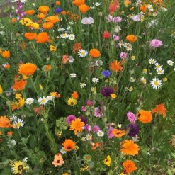 Outlet ⭐ Doff Green Fingers Wild Flower Bee Butterfly Garden Seed Mix 1kg F-XJ A00 DGF ???? -Silverline Shop unnamed file 589