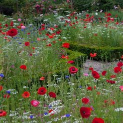 Outlet ⭐ Doff Green Fingers Wild Flower Bee Butterfly Garden Seed Mix 1kg F-XJ A00 DGF ???? -Silverline Shop unnamed file 591