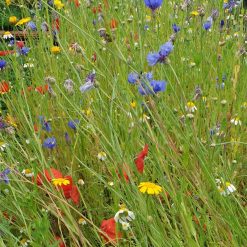 Outlet ⭐ Doff Green Fingers Wild Flower Bee Butterfly Garden Seed Mix 1kg F-XJ A00 DGF ???? -Silverline Shop unnamed file 592