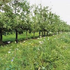 Outlet ⭐ Doff Green Fingers Wild Flower Bee Butterfly Garden Seed Mix 1kg F-XJ A00 DGF ???? -Silverline Shop unnamed file 593