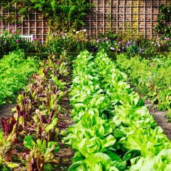 Cheapest ???? Doff Growmore Plant Flower Vegetable Liquid Feed 1 Litre FJFA00DOF01 ???? -Silverline Shop unnamed file 606