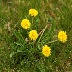 Promo ???? DOFF Lawn Weedkiller 1 Litre RTU Weed Killer Spray F-LP-A00-DOF-01 ???? 15 Promo ???? DOFF Lawn Weedkiller 1 Litre RTU Weed Killer Spray F-LP-A00-DOF-01 ???? -Silverline Shop unnamed file 647