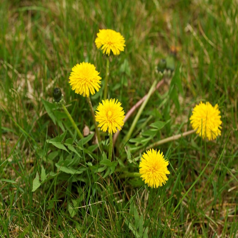 Promo ???? DOFF Lawn Weedkiller 1 Litre RTU Weed Killer Spray F-LP-A00-DOF-01 ???? 6 Promo ???? DOFF Lawn Weedkiller 1 Litre RTU Weed Killer Spray F-LP-A00-DOF-01 ???? - Image 4