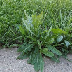 Promo ???? DOFF Lawn Weedkiller 1 Litre RTU Weed Killer Spray F-LP-A00-DOF-01 ???? 17 Promo ???? DOFF Lawn Weedkiller 1 Litre RTU Weed Killer Spray F-LP-A00-DOF-01 ???? -Silverline Shop unnamed file 649