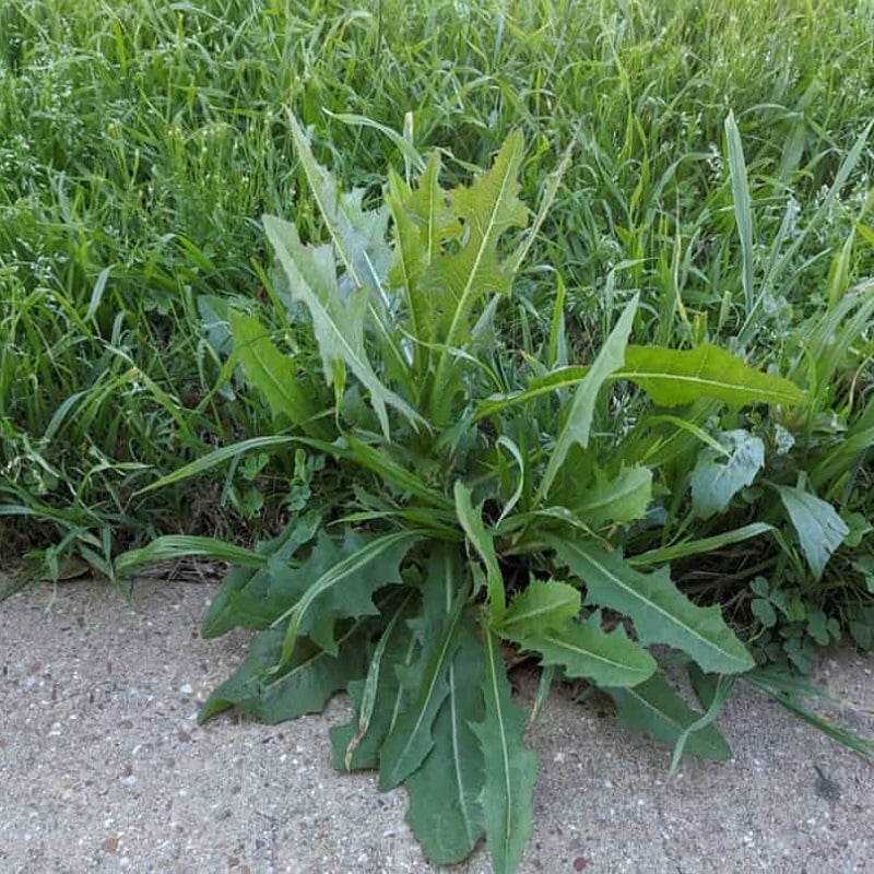 Promo ???? DOFF Lawn Weedkiller 1 Litre RTU Weed Killer Spray F-LP-A00-DOF-01 ???? 8 Promo ???? DOFF Lawn Weedkiller 1 Litre RTU Weed Killer Spray F-LP-A00-DOF-01 ???? - Image 6