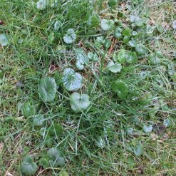 Promo ???? DOFF Lawn Weedkiller 1 Litre RTU Weed Killer Spray F-LP-A00-DOF-01 ???? 18 Promo ???? DOFF Lawn Weedkiller 1 Litre RTU Weed Killer Spray F-LP-A00-DOF-01 ???? -Silverline Shop unnamed file 650