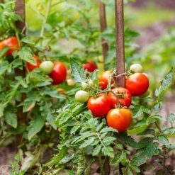 Best deal ???? Doff Multi-Purpose Plant Food Flower Vegetable Feed 1 Litre FJPA00DOF02 ✨ -Silverline Shop unnamed file 688