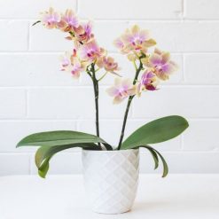 New ✔️ Doff Orchid Indoor Outdoor Liquid Plant Feed 180ml FYC180DOF ⭐ -Silverline Shop unnamed file 692