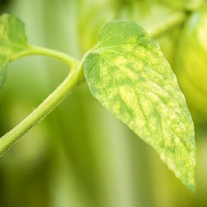 Flash Sale ???? Doff Plant Nutrient Tonic Sequestered Iron 5 X 15g Sachets FKF005DOF ???? 4 Flash Sale ???? Doff Plant Nutrient Tonic Sequestered Iron 5 X 15g Sachets FKF005DOF ???? - Image 2