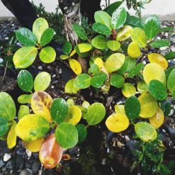 Flash Sale ???? Doff Plant Nutrient Tonic Sequestered Iron 5 X 15g Sachets FKF005DOF ???? 12 Flash Sale ???? Doff Plant Nutrient Tonic Sequestered Iron 5 X 15g Sachets FKF005DOF ???? -Silverline Shop unnamed file 724