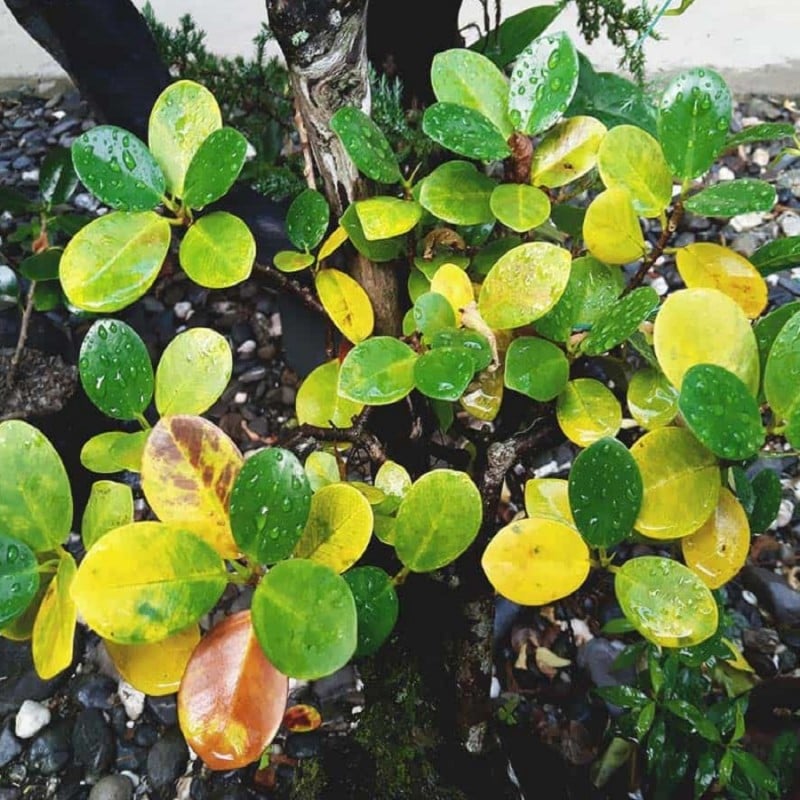 Flash Sale ???? Doff Plant Nutrient Tonic Sequestered Iron 5 X 15g Sachets FKF005DOF ???? 5 Flash Sale ???? Doff Plant Nutrient Tonic Sequestered Iron 5 X 15g Sachets FKF005DOF ???? - Image 3