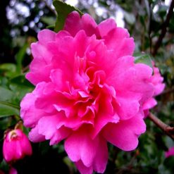 Flash Sale ???? Doff Plant Nutrient Tonic Sequestered Iron 5 X 15g Sachets FKF005DOF ???? 15 Flash Sale ???? Doff Plant Nutrient Tonic Sequestered Iron 5 X 15g Sachets FKF005DOF ???? -Silverline Shop unnamed file 727