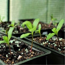 Discount ???? Doff Plant Perlite Aerates Compost For Healthy Plants 8L F-WK-H00-DOF ???? -Silverline Shop unnamed file 733