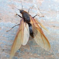 Hot Sale ???? Doff Power Up Mirmex GR Ant And Nest Killer 350g F-BD-350-DPU ???? -Silverline Shop unnamed file 738