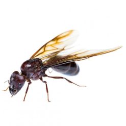 Hot Sale ???? Doff Power Up Mirmex GR Ant And Nest Killer 350g F-BD-350-DPU ???? -Silverline Shop unnamed file 740