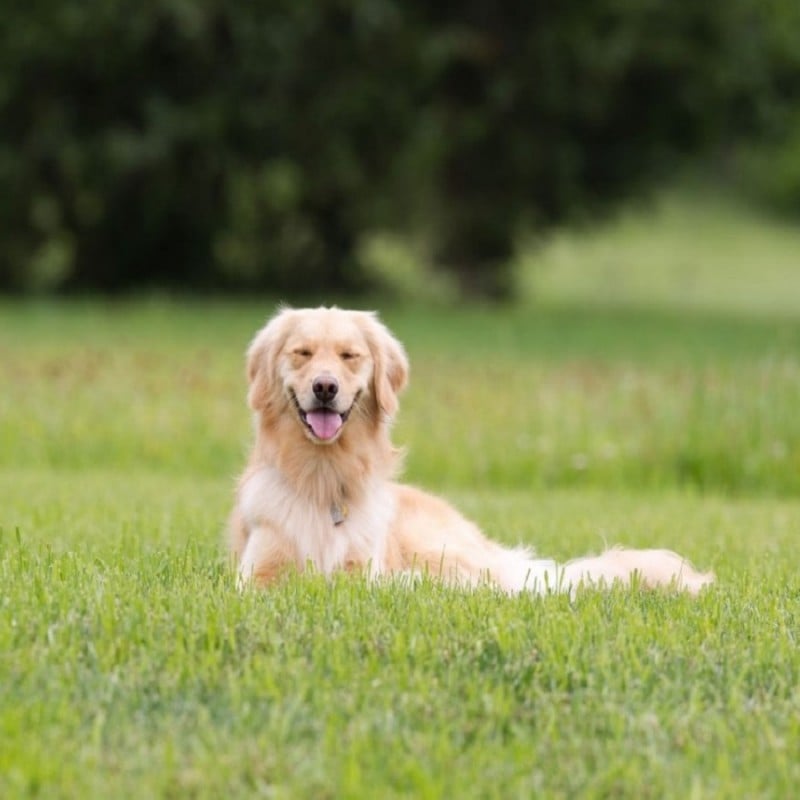 Promo ???? Doff Power Up Superfast Lawn Grass Seed NITRO-COAT 500g F-LQ-500-DPU β 7 Promo ???? Doff Power Up Superfast Lawn Grass Seed NITRO-COAT 500g F-LQ-500-DPU β - Image 5