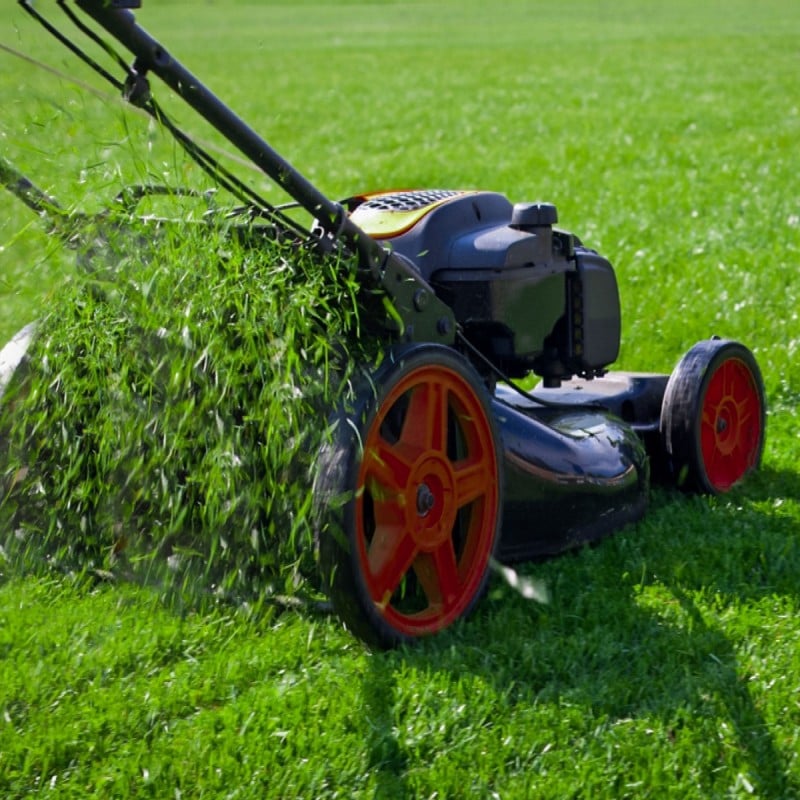 Promo ???? Doff Power Up Superfast Lawn Grass Seed NITRO-COAT 500g F-LQ-500-DPU β 9 Promo ???? Doff Power Up Superfast Lawn Grass Seed NITRO-COAT 500g F-LQ-500-DPU β - Image 7