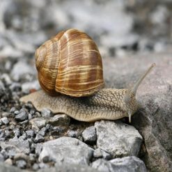 Coupon ???? Doff Slugs Be Gone Slug Snail Defence Gel 1 Litre F-WV-A00-DOF-03 ???? -Silverline Shop unnamed file 786